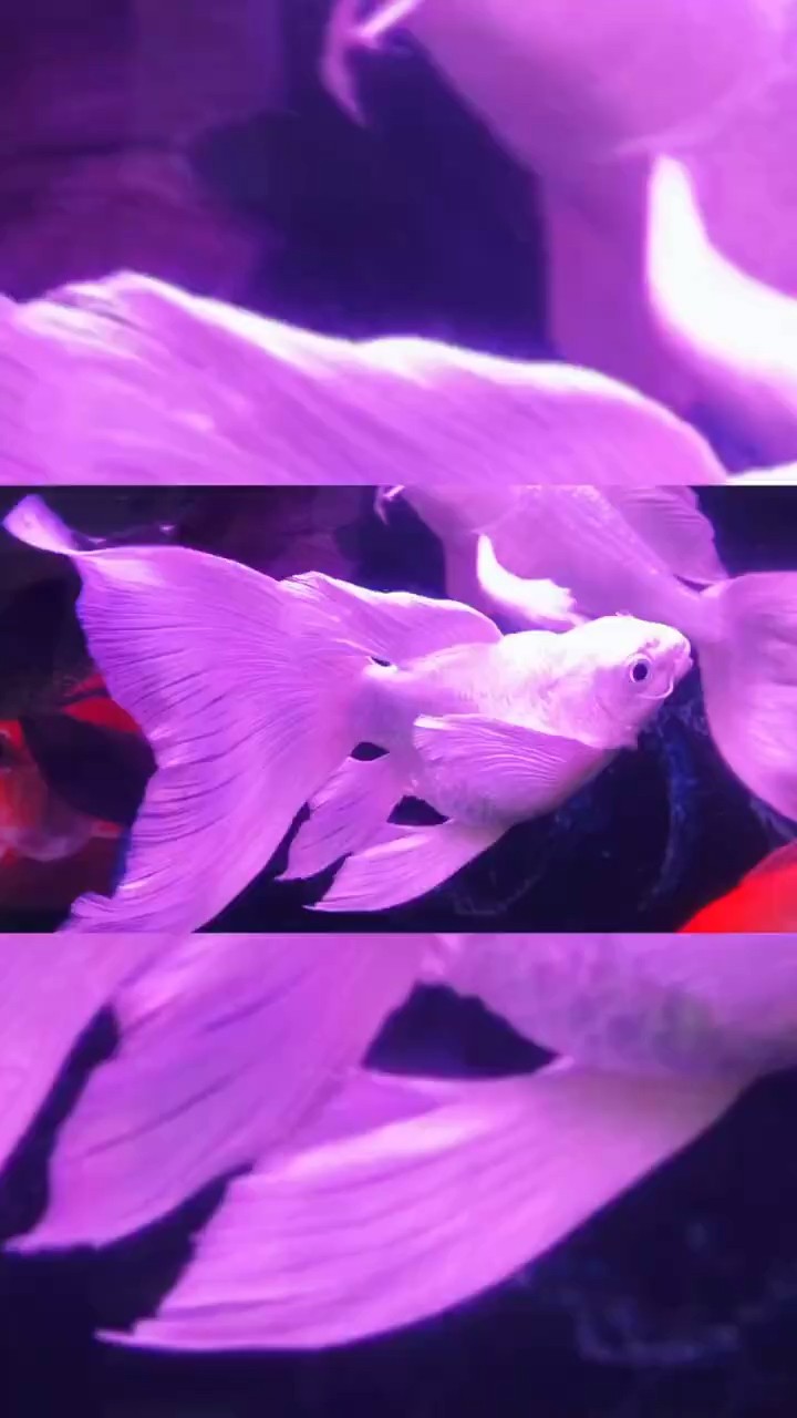 蝴蝶鯉混養