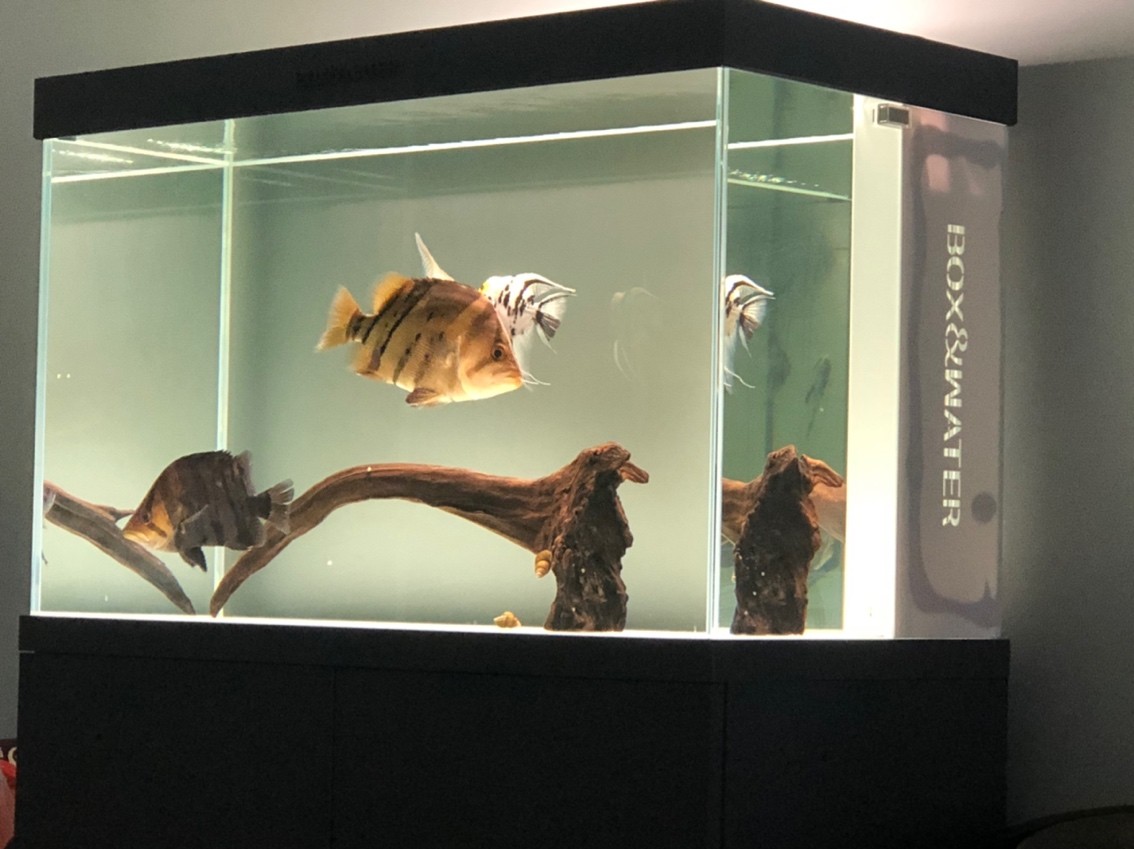 虎魚