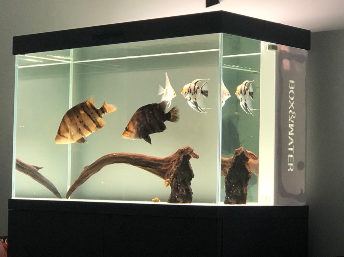 虎魚