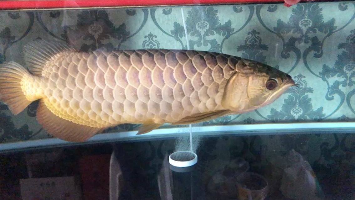 轉(zhuǎn)出一條金龍 轉(zhuǎn)出一條金龍 龍魚論壇