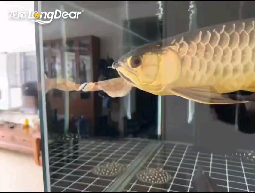 轉發185