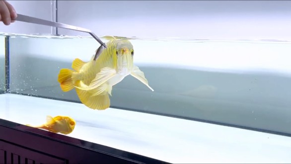 狀態嘎嘎牛