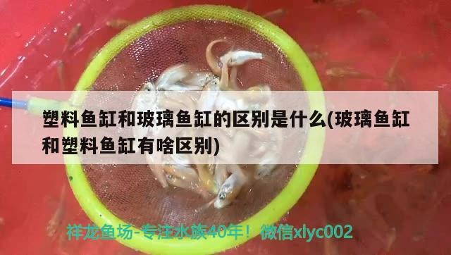 虎魚毒素強嗎?(虎魚劇毒嗎)