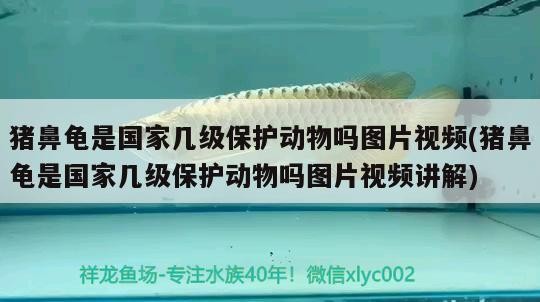 豬鼻龜是國家?guī)准壉Ｗo動物嗎圖片視頻(豬鼻龜是國家?guī)准壉Ｗo動物嗎圖片視頻講解)