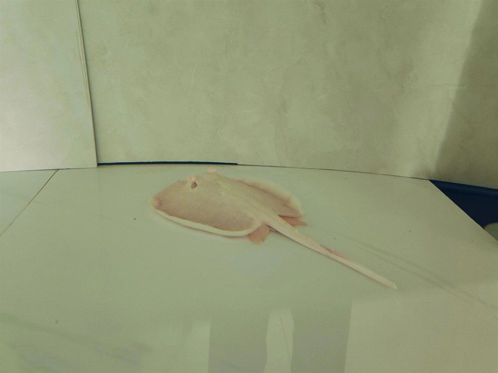 魟魚卷邊。