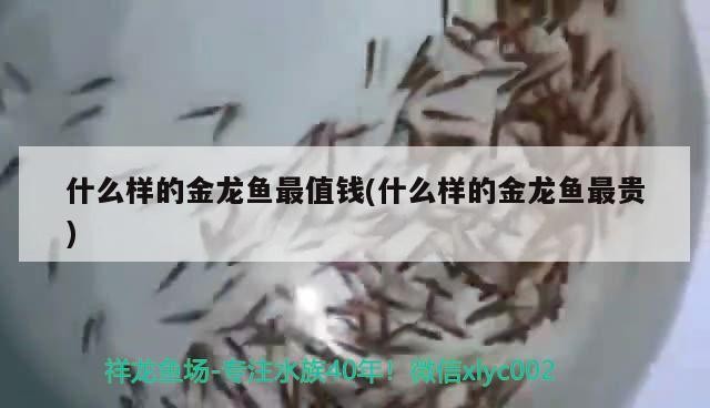 什么樣的金龍魚(yú)最值錢(qián)(什么樣的金龍魚(yú)最貴)