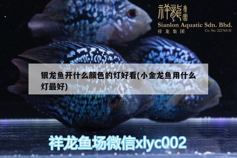 銀龍魚開什么顏色的燈好看(小金龍魚用什么燈最好)
