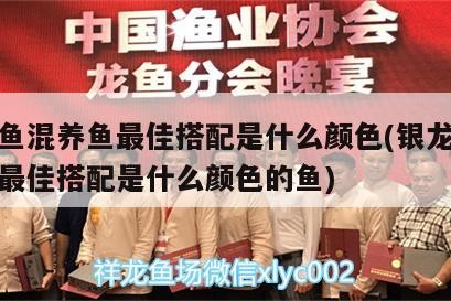 銀龍魚混養(yǎng)魚最佳搭配是什么顏色(銀龍魚混養(yǎng)魚最佳搭配是什么顏色的魚)