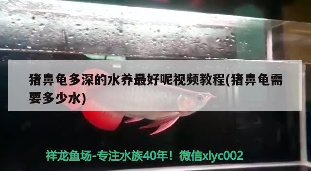 豬鼻龜多深的水養(yǎng)最好呢視頻教程(豬鼻龜需要多少水)