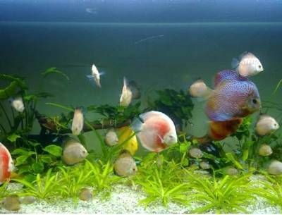 淡水哪里有賣魚缸的市場：淡水魚養(yǎng)殖的科學(xué)養(yǎng)殖的科學(xué)方法