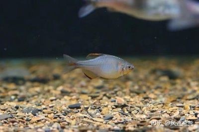 淡水哪里有賣魚缸的市場：淡水魚養(yǎng)殖的科學(xué)養(yǎng)殖的科學(xué)方法