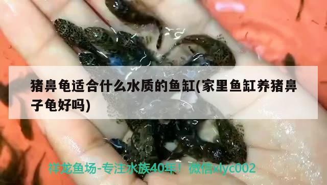 豬鼻龜適合什么水質(zhì)的魚缸(家里魚缸養(yǎng)豬鼻子龜好嗎) 豬鼻龜適合什么水質(zhì)的魚缸(家里魚缸養(yǎng)豬鼻子龜好嗎) 豬鼻龜百科