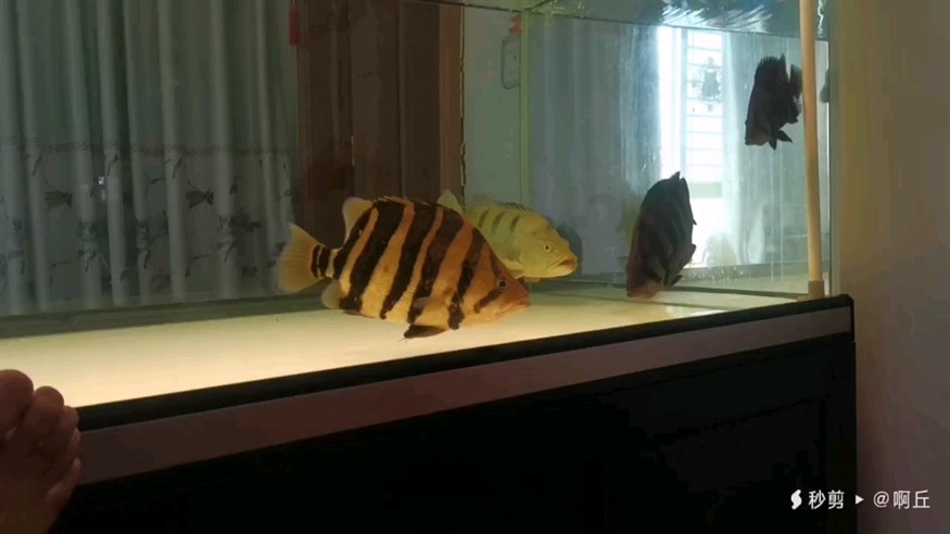 這高溫天氣！