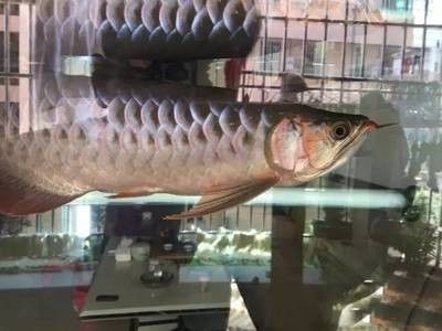 趴地虎魚圖片及視頻(趴地虎魚能吃嗎怎么做)