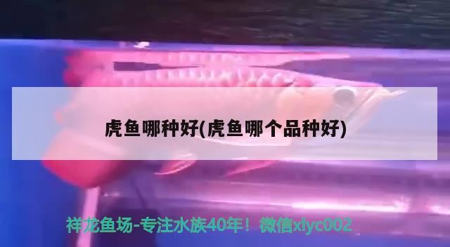 飼料 虎魚哪種好(虎魚哪個品種好) 虎魚百科 虎魚哪種好(虎魚哪個品種好) 虎魚哪種好(虎魚哪個品種好) 虎魚百科