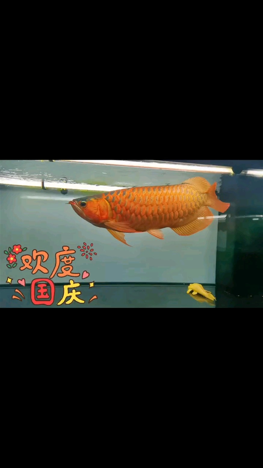 歡度國慶