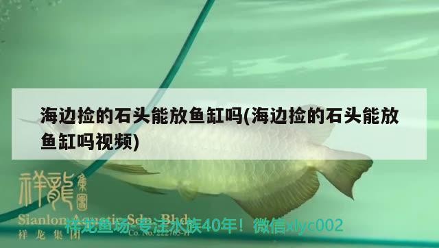 魚缸超清壁紙(魚缸什么壁紙好看)