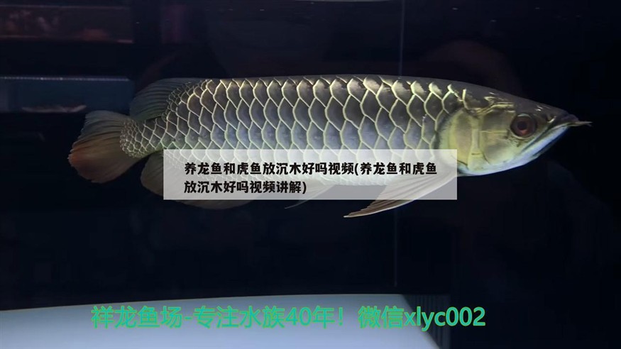 養龍魚和虎魚放沉木好嗎視頻(養龍魚和虎魚放沉木好嗎視頻講解) 養龍魚和虎魚放沉木好嗎視頻(養龍魚和虎魚放沉木好嗎視頻講解) 虎魚百科