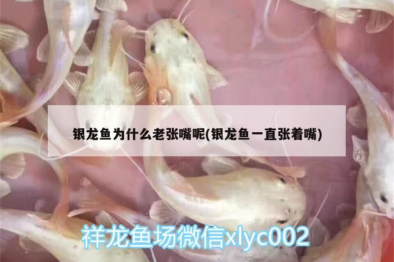 銀龍魚為什么老張嘴呢(銀龍魚一直張著嘴)