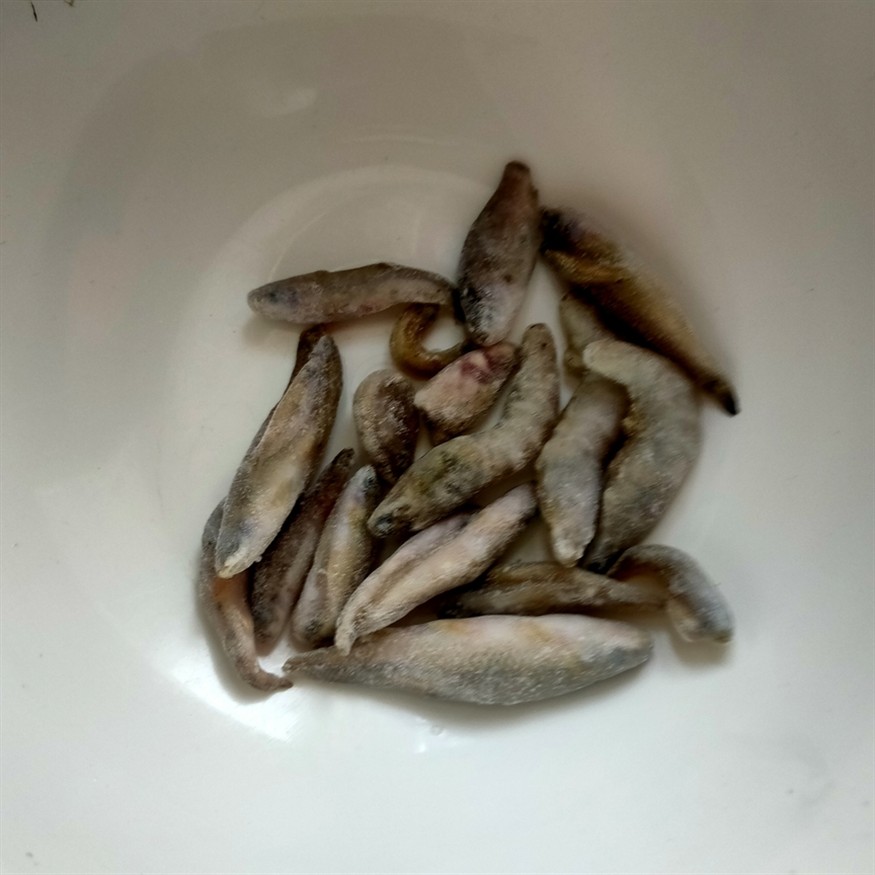 早起喂魚