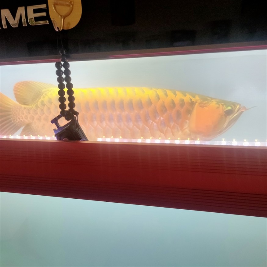 早起喂魚