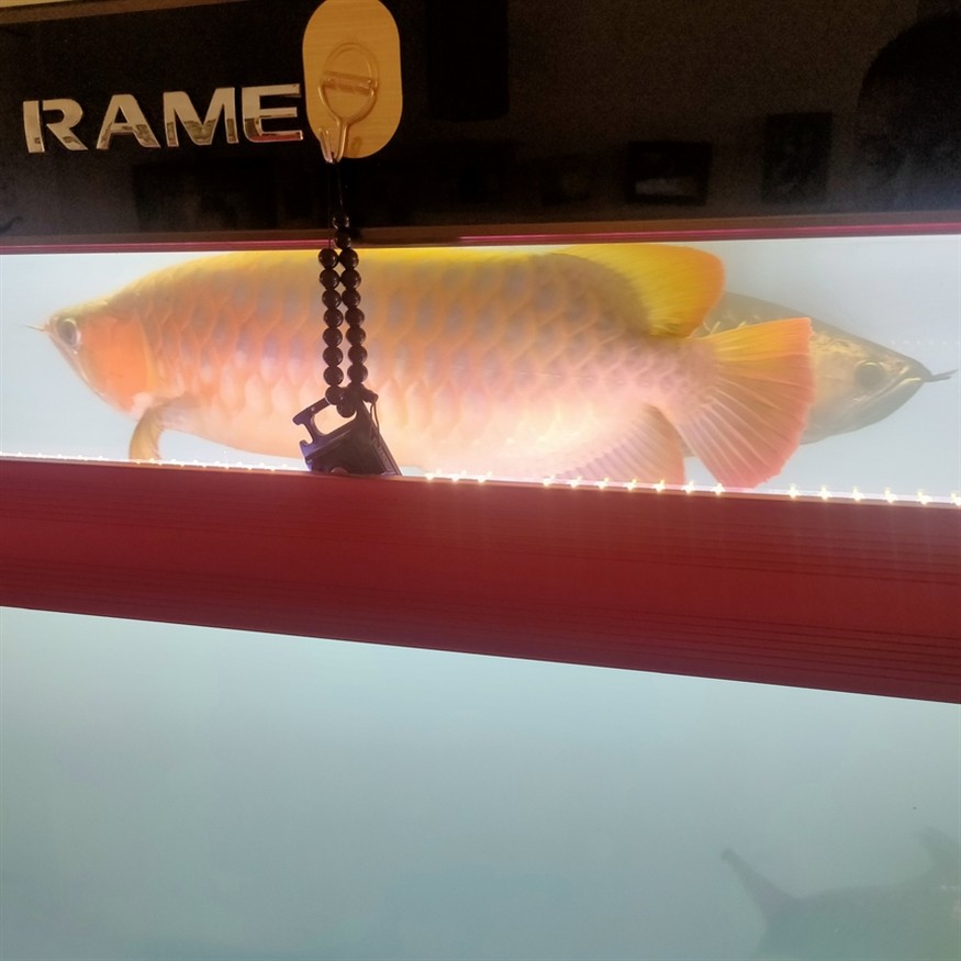 早起喂魚