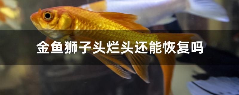 魚缸剩余飼料怎么處理掉（清除飼料的正確方法）