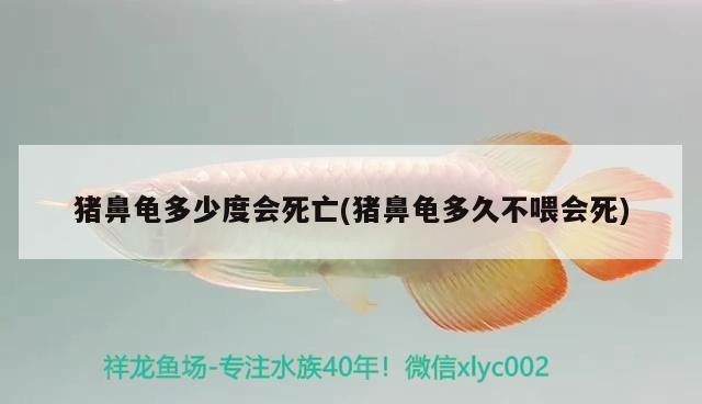 詳細(xì)閱讀:豬鼻龜多少度會(huì)死亡(豬鼻龜多久不喂會(huì)死) 豬鼻龜多少度會(huì)死亡(豬鼻龜多久不喂會(huì)死)