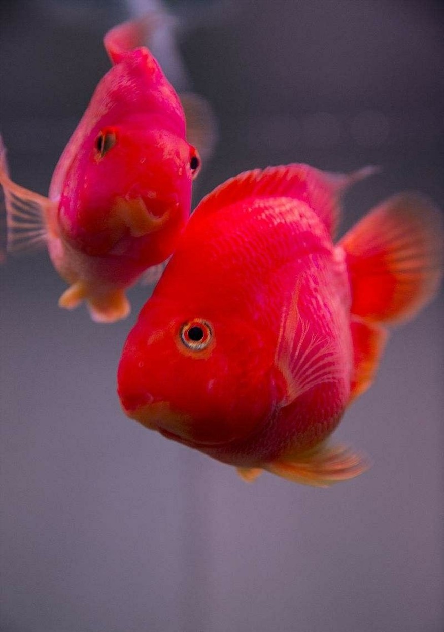 曬2017養(yǎng)魚賬單七秒鐘記憶的魚