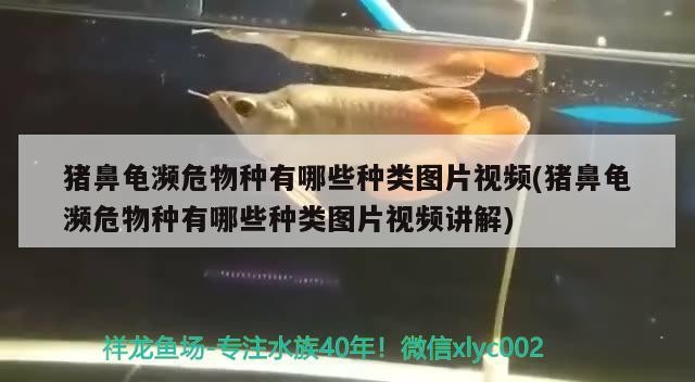 豬鼻龜瀕危物種有哪些種類(lèi)圖片視頻(豬鼻龜瀕危物種有哪些種類(lèi)圖片視頻講解)