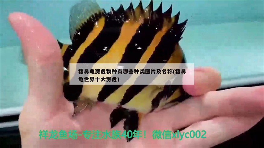 豬鼻龜瀕危物種有哪些種類圖片及名稱(豬鼻龜世界十大瀕危)