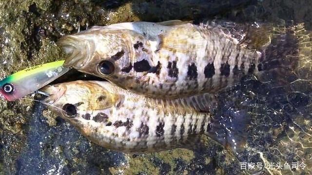 淡水石斑魚在魚缸中怎么養