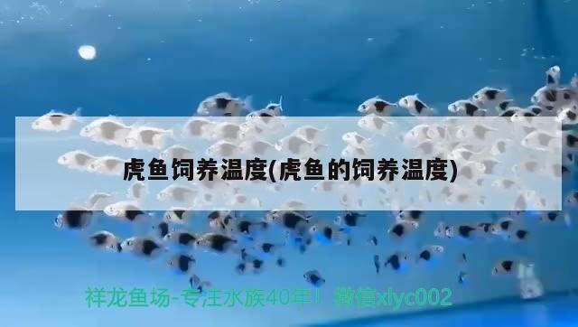 虎魚飼養溫度(虎魚的飼養溫度)
