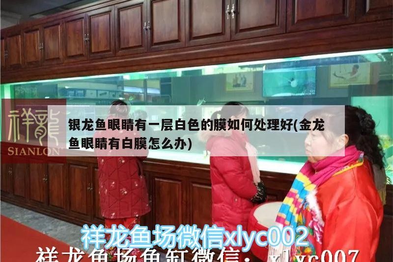 銀龍魚眼睛有一層白色的膜如何處理好(金龍魚眼睛有白膜怎么辦)