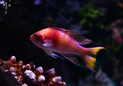 北京昕承水族館（北京昕承水族館地址）