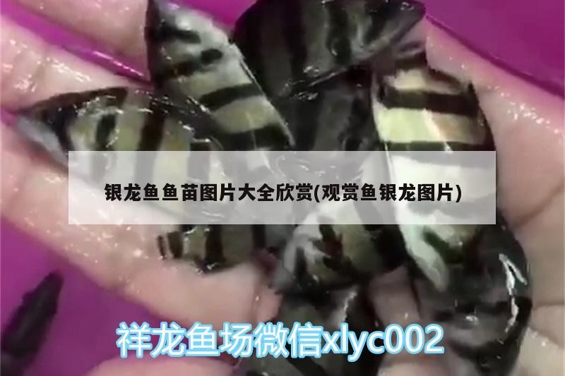 銀龍魚魚苗圖片大全欣賞(觀賞魚銀龍圖片)