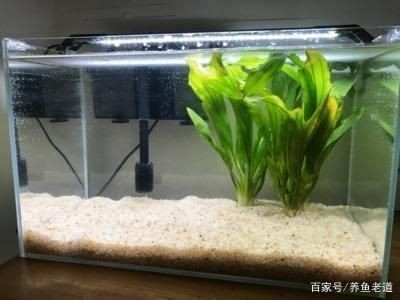 純石頭造景魚缸：如何選擇適合的山石做魚缸造景？