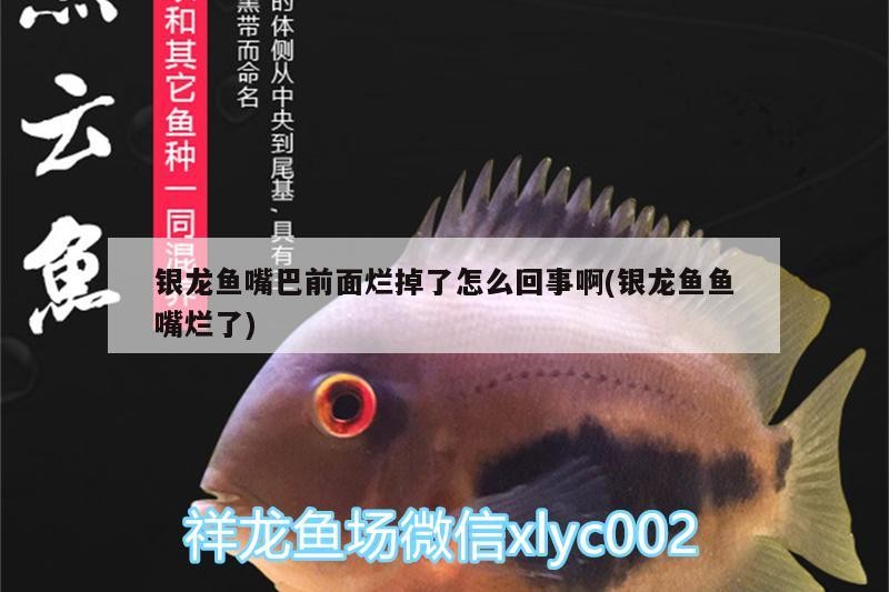 銀龍魚嘴巴前面爛掉了怎么回事啊(銀龍魚魚嘴爛了)