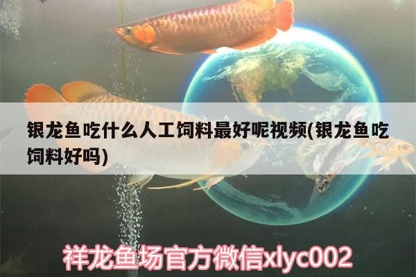 潘集區袁莊悠然水族寵物會所（潘集區袁莊悠然水族寵物會所電話）