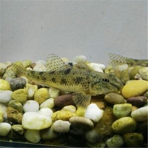 蘇虎魚多少錢一只圖片及價格：蘇虎魚多少錢一只
