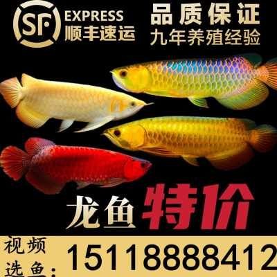 想要虎魚明的看過來