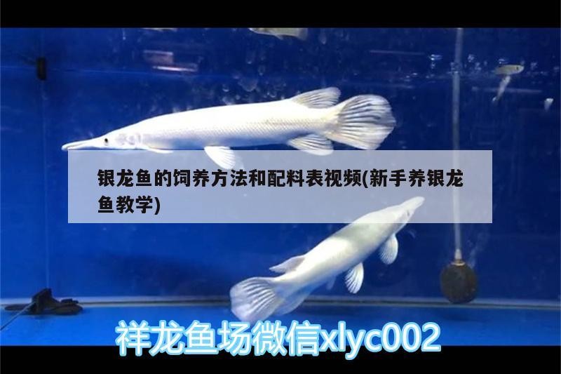 銀龍魚(yú)的飼養(yǎng)方法和配料表視頻(新手養(yǎng)銀龍魚(yú)教學(xué))