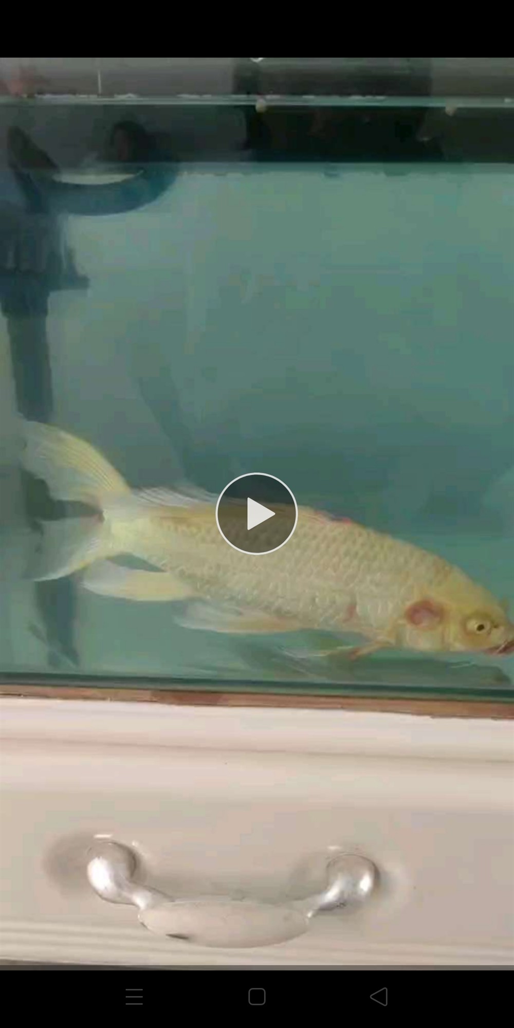 大家看看這個是錦鯉嗎？
