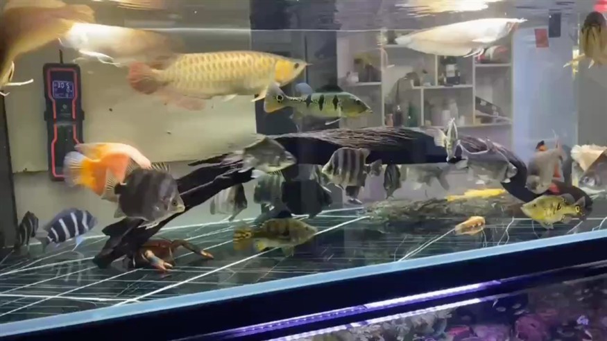 小舅子的缸太雜了，說這樣才稱得上養魚愛好者[ciya]