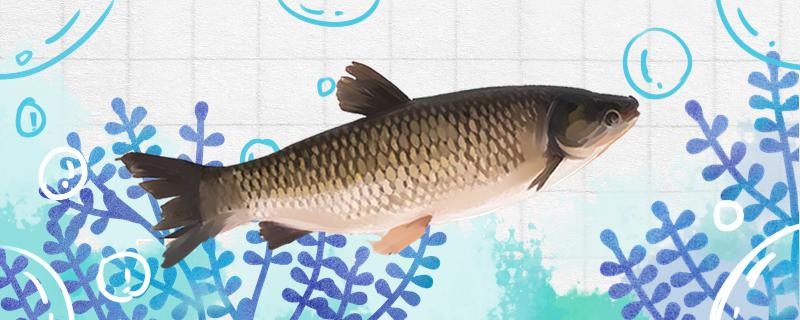 冬天釣草魚怎么釣幾點(diǎn)釣比較好