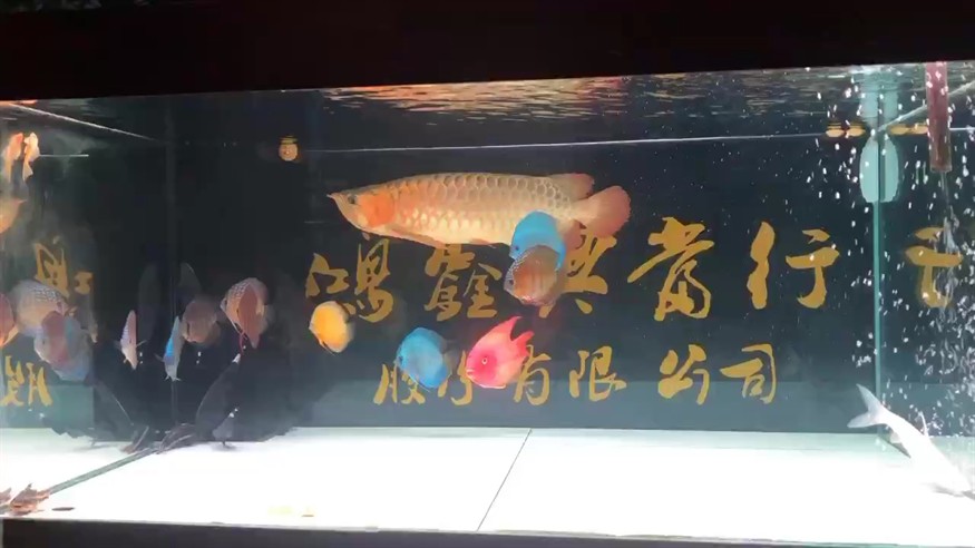 中秋國慶長假，祝大家庭魚友快樂平安健康[aini][aini][aini]太久沒發視頻了分享一下[ciya][ciya][ciya]