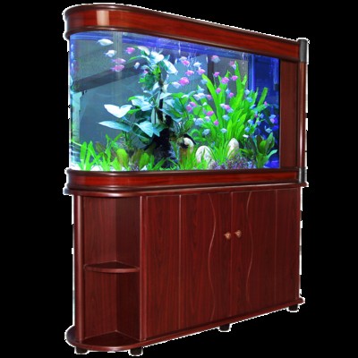 龍海市顏厝海金水族店（龍海市顏厝海金水族店電話）