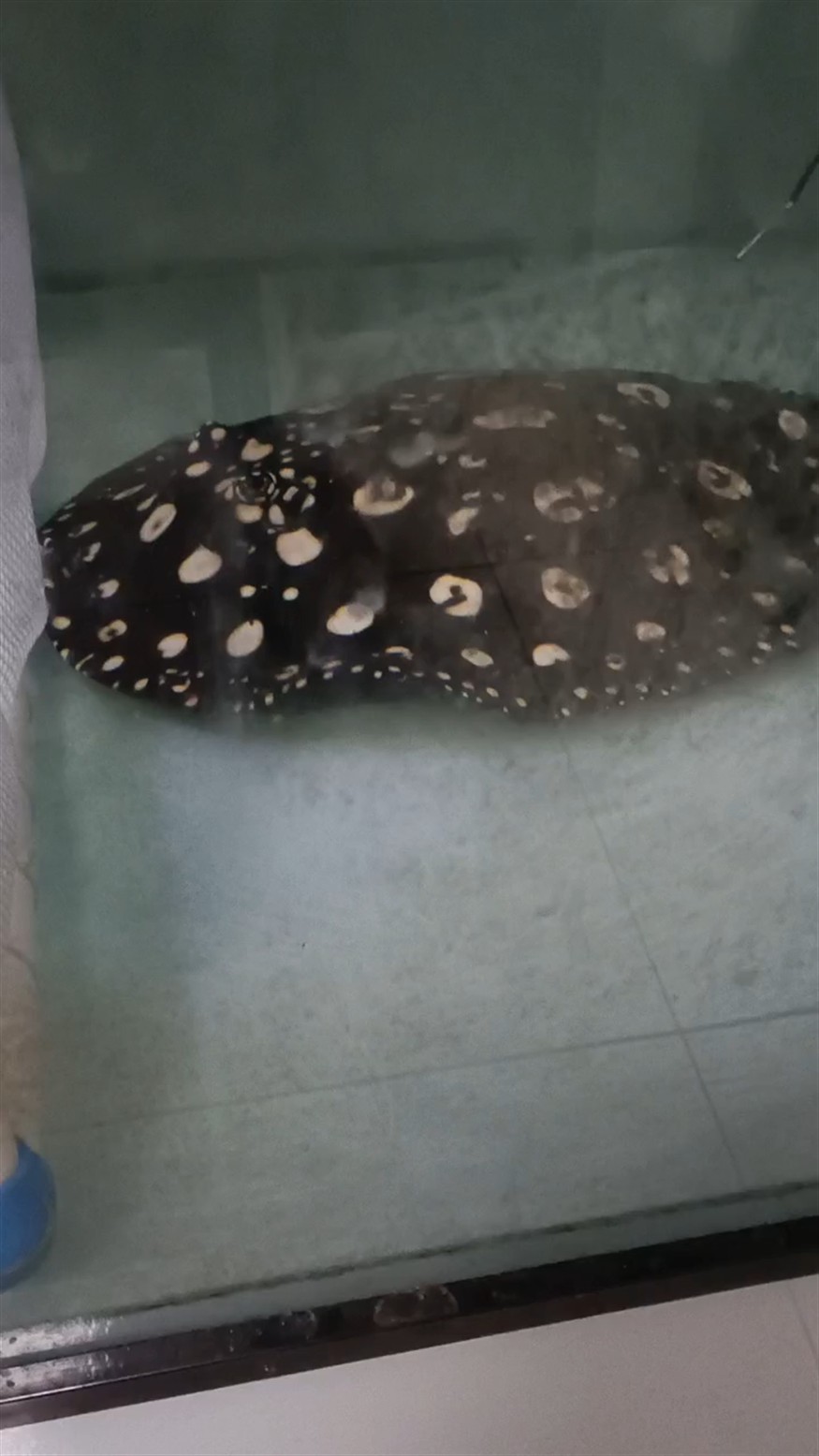 公魚咬母魚