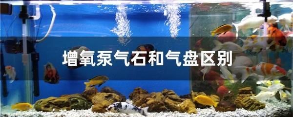 大魚缸有過濾系統還需要充氧嗎？：養魚過濾系統和充氧的關系