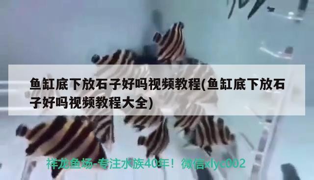 銀龍魚不愛游動不吃食(銀龍魚不愛游動不吃食怎么辦)